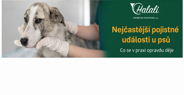 Nejčastější pojistné události u psů? Co řešíme v Halali nejvíc, co se proplácí a na co si dát pozor?